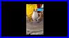 Snehi Prajapati Live Art Pottery Clayart Clay Ceramic Viral Trending Satisfying